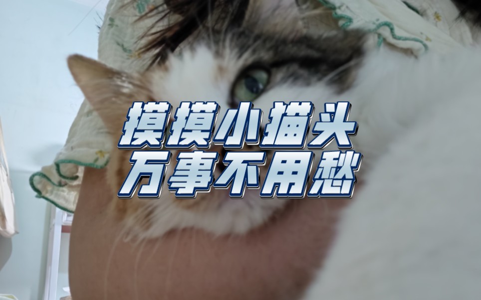 摸摸小猫头,万事不用愁