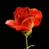 f250 4k画质超唯美浪漫红色玫瑰花瓣盛开鲜花盛开特写婚礼婚庆花朵动态视频素材 视频后期特效合成素材 pr素材