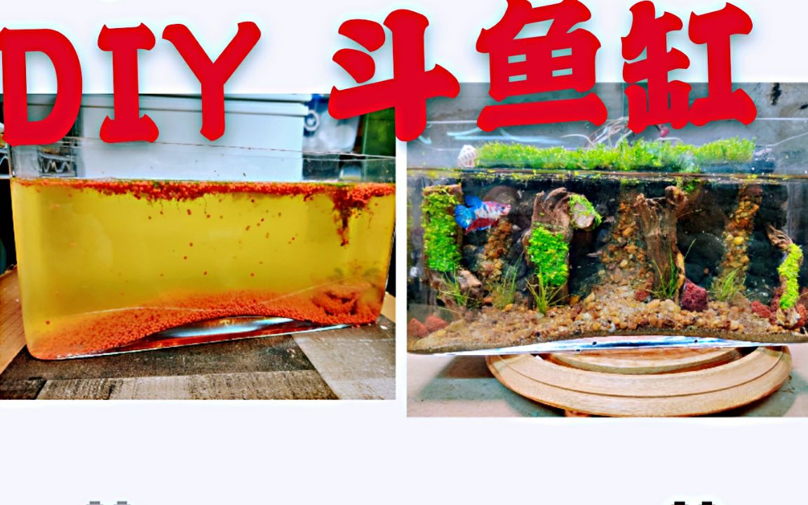 diy斗造景鱼缸