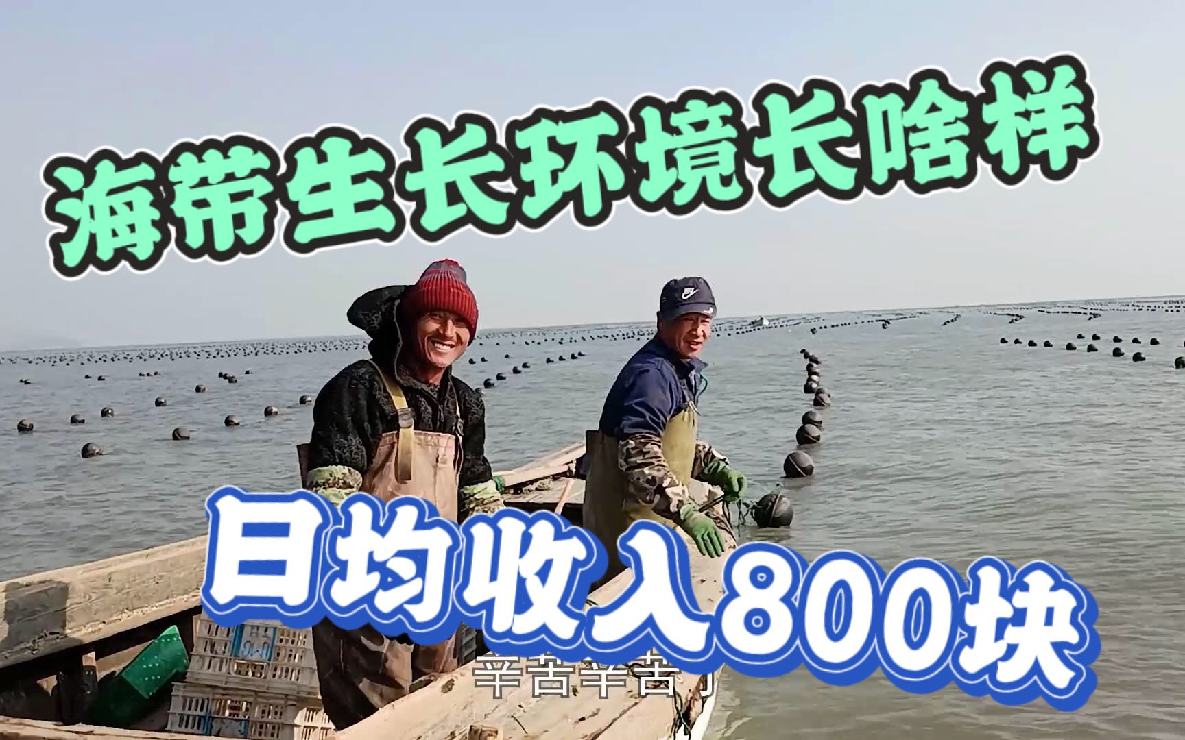 海带生长环境长啥样?渔民日均收入800,工作两年能买下一套房?哔哩哔哩bilibili