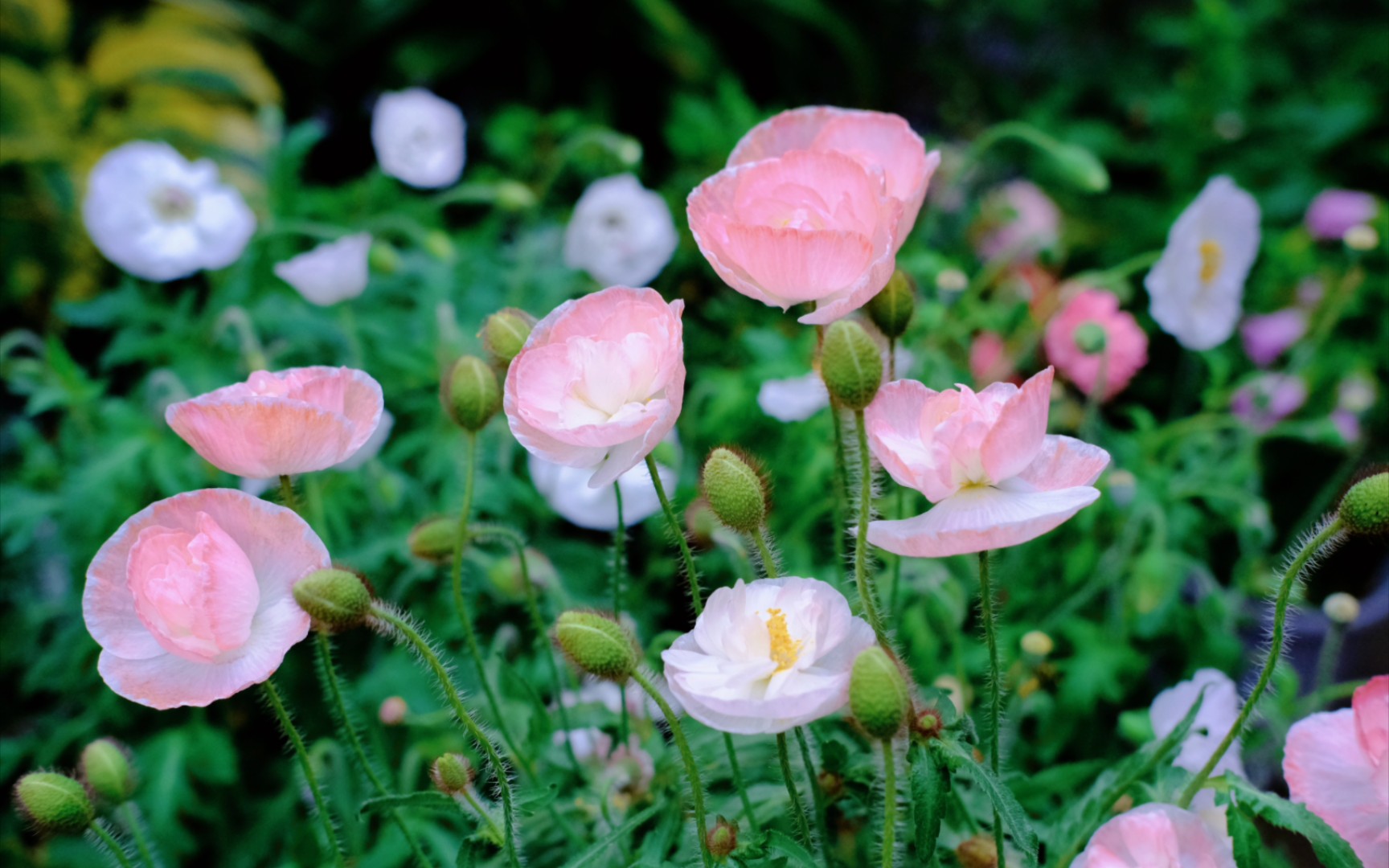 虞美人的季节!哔哩哔哩bilibili