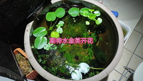 继续换水草阳台青鳉樱花虾秀丽白虾水草生态小池塘 哔哩哔哩 つロ干杯 Bilibili