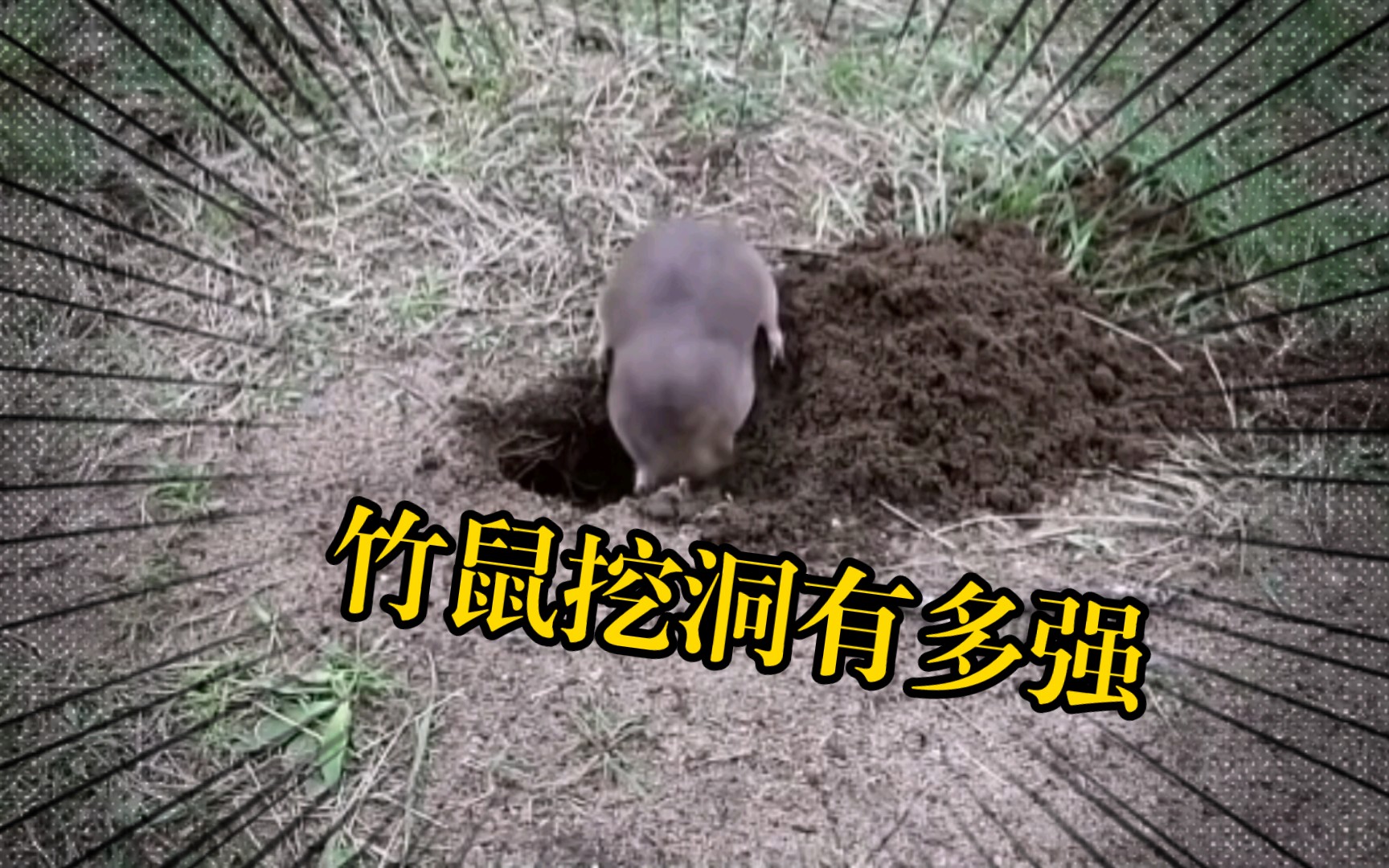 两分钟能挖好一个洞,竹鼠的挖洞能力到底有多强,看看就知道了