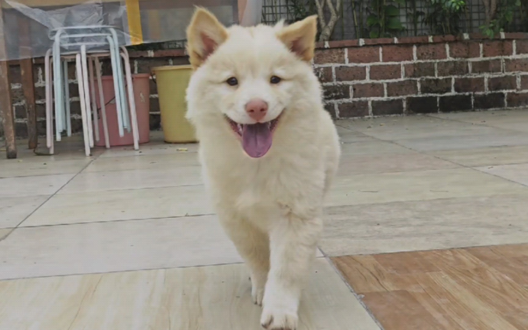 香槟色红鼻子土松弟弟,优雅淡定可爱伴侣犬.