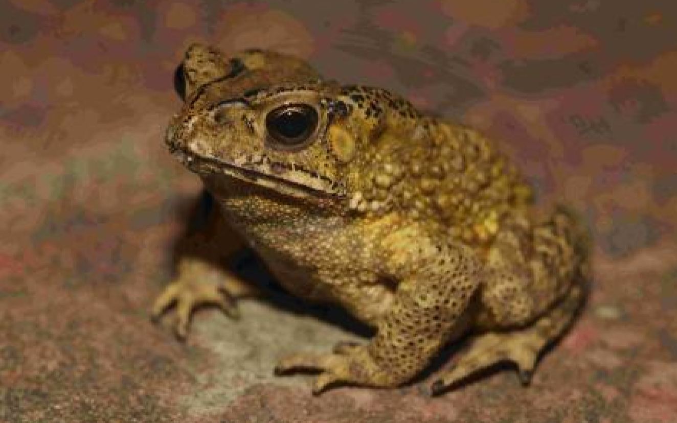 太暴力了!冰蟾不落地x3——playerbd