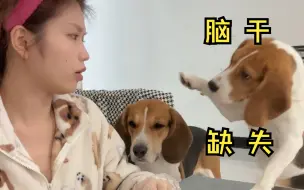 Download Video: 比格犬：一种脑干缺失的物种