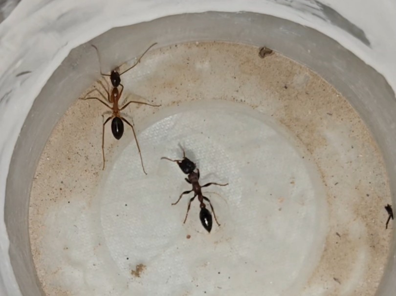 红黑细长蚁暴打迅捷弓背蚁