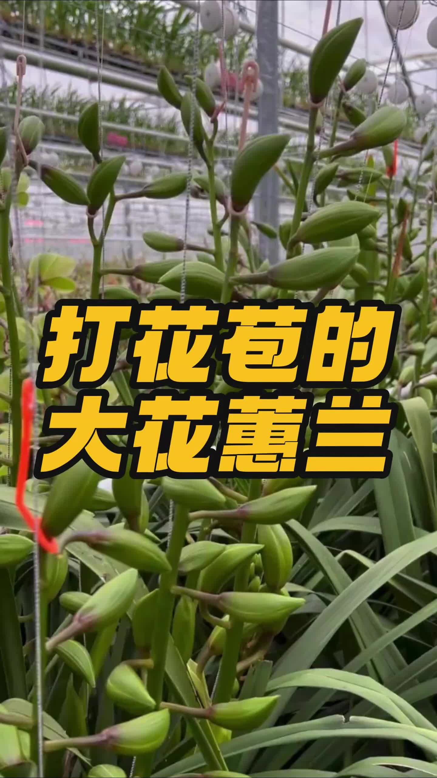 打花苞的大花蕙兰