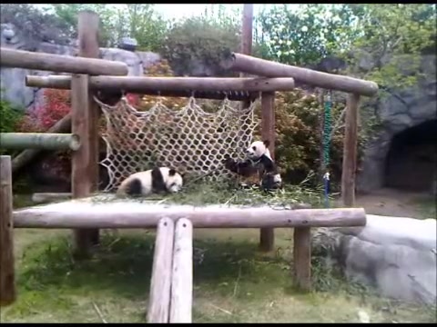 [图]【大熊猫丫丫】【大熊猫乐乐】2011年的丫乐竹子拔河