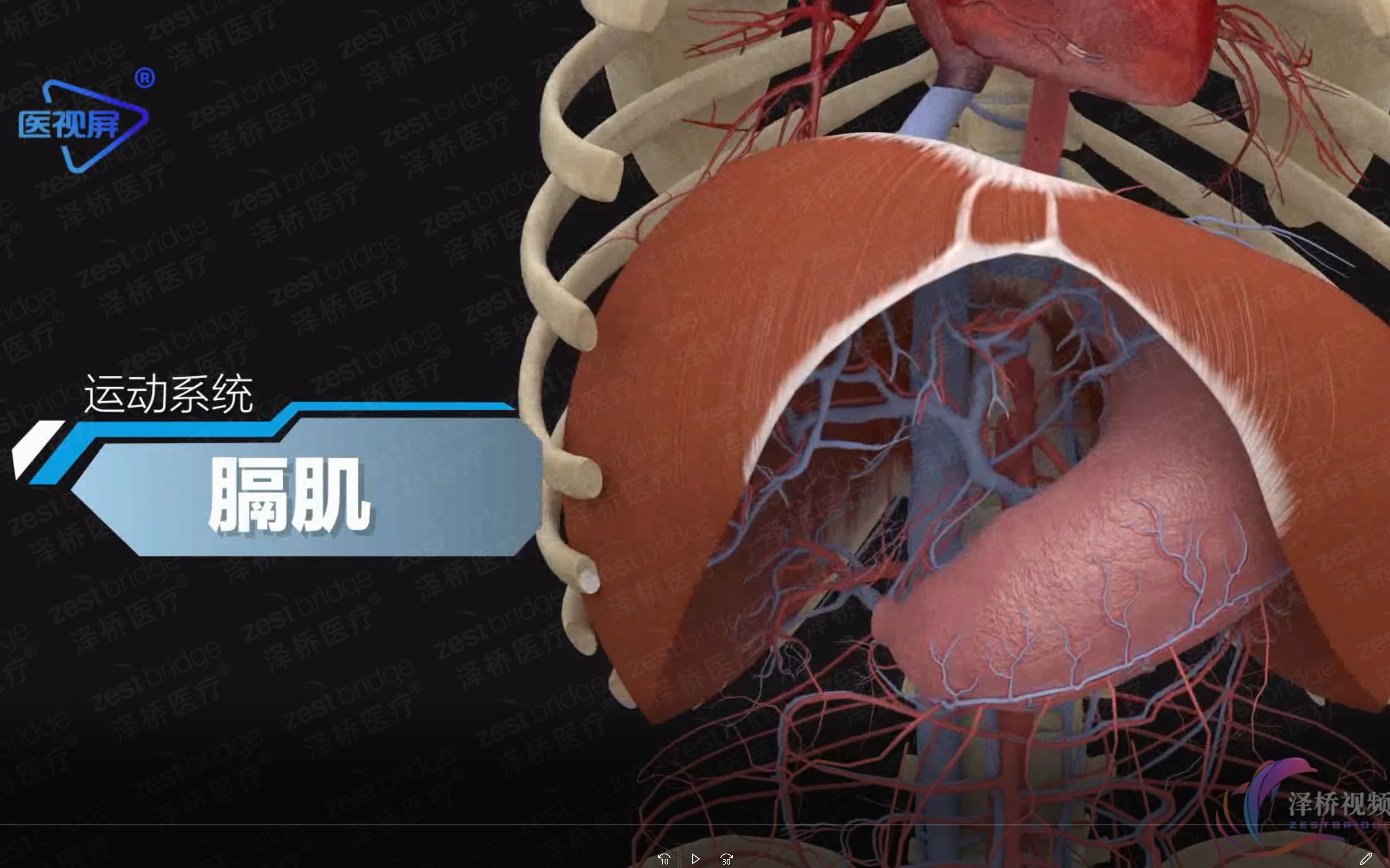 人体的奥秘之膈肌