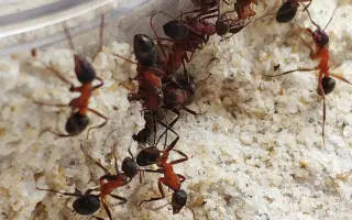 掘穴蚁 搜索结果 哔哩哔哩 Bilibili