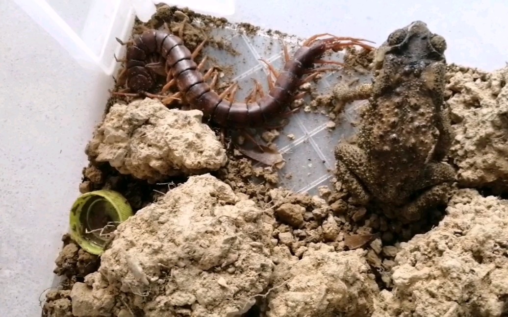 蛤蟆大战蜈蚣,谁才是最后的胜利者?