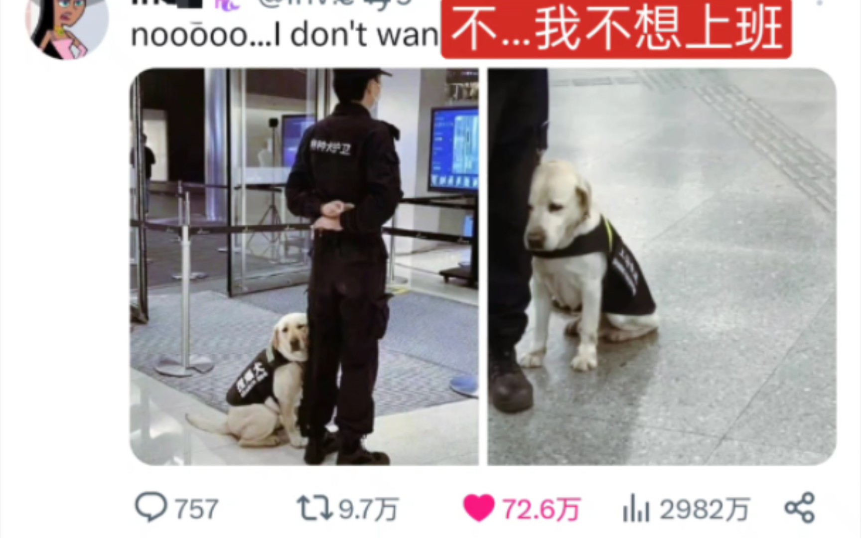 【推特9.7万转】中国搜爆犬不想上班的表情又在推特出圈了,大家都感同身受啊哔哩哔哩bilibili