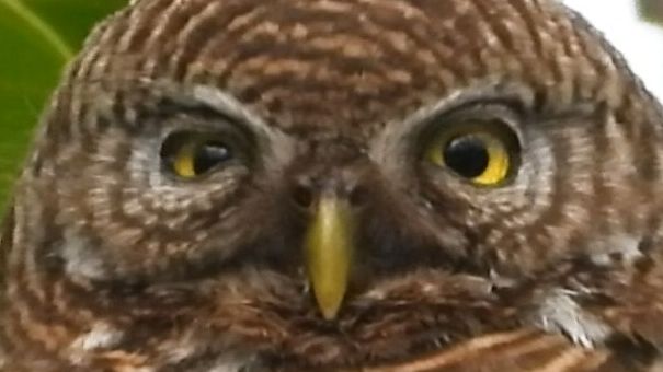 人面怪鸟阴暗地啃食脚趾