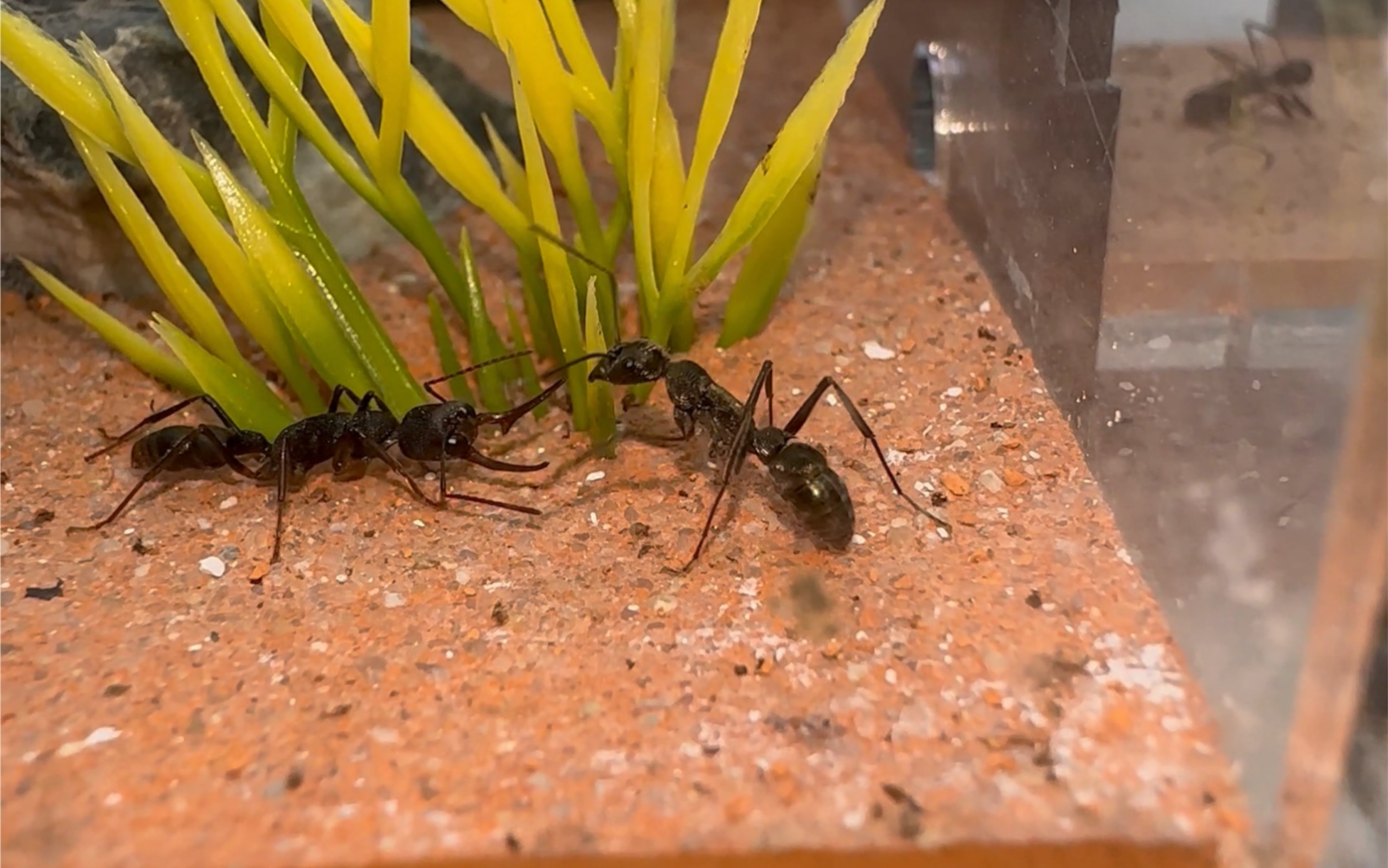 猎镰猛蚁大战聚纹猛蚁,强者间的角逐!