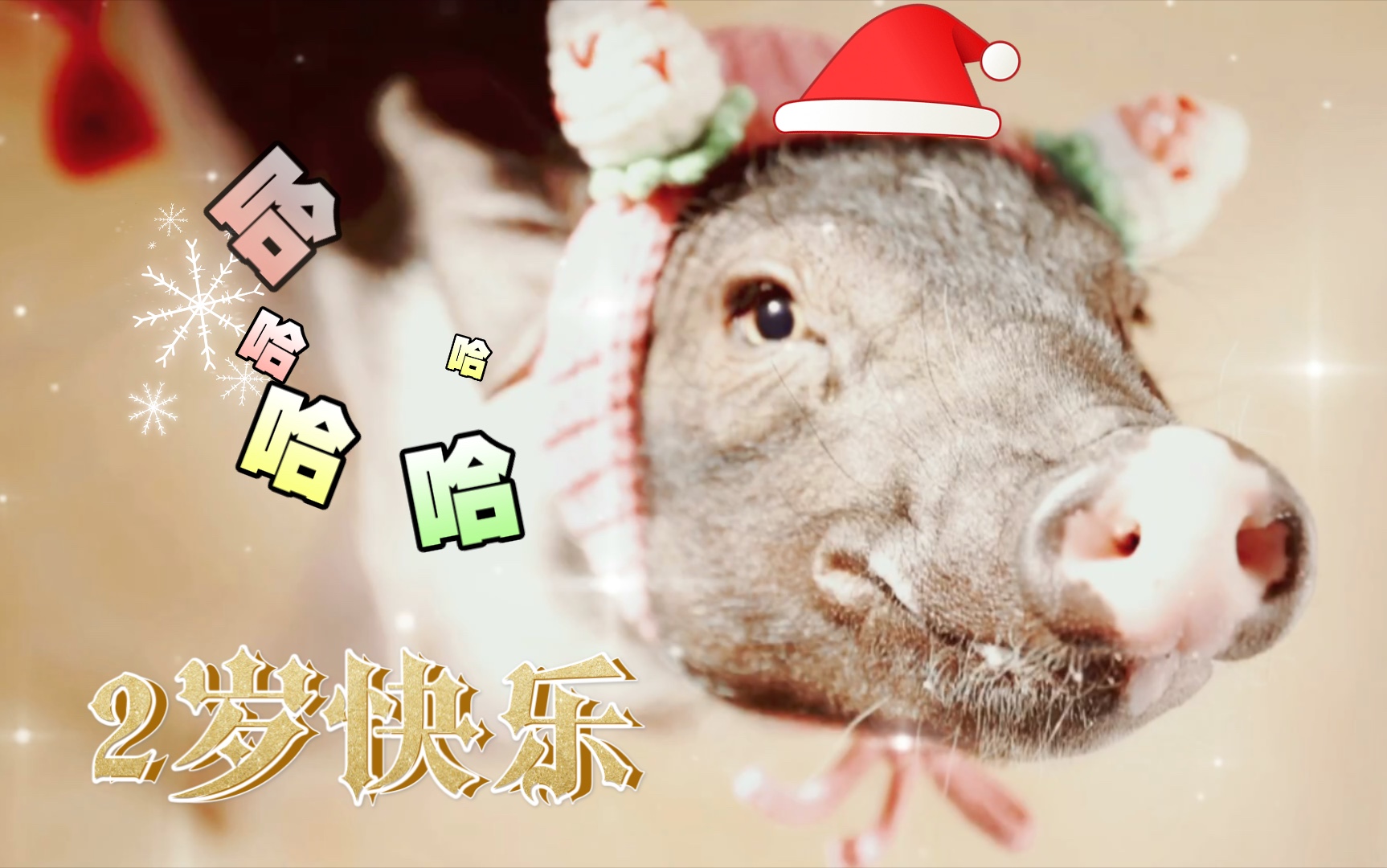 1猪猪快乐生活,小八2周岁生日快乐