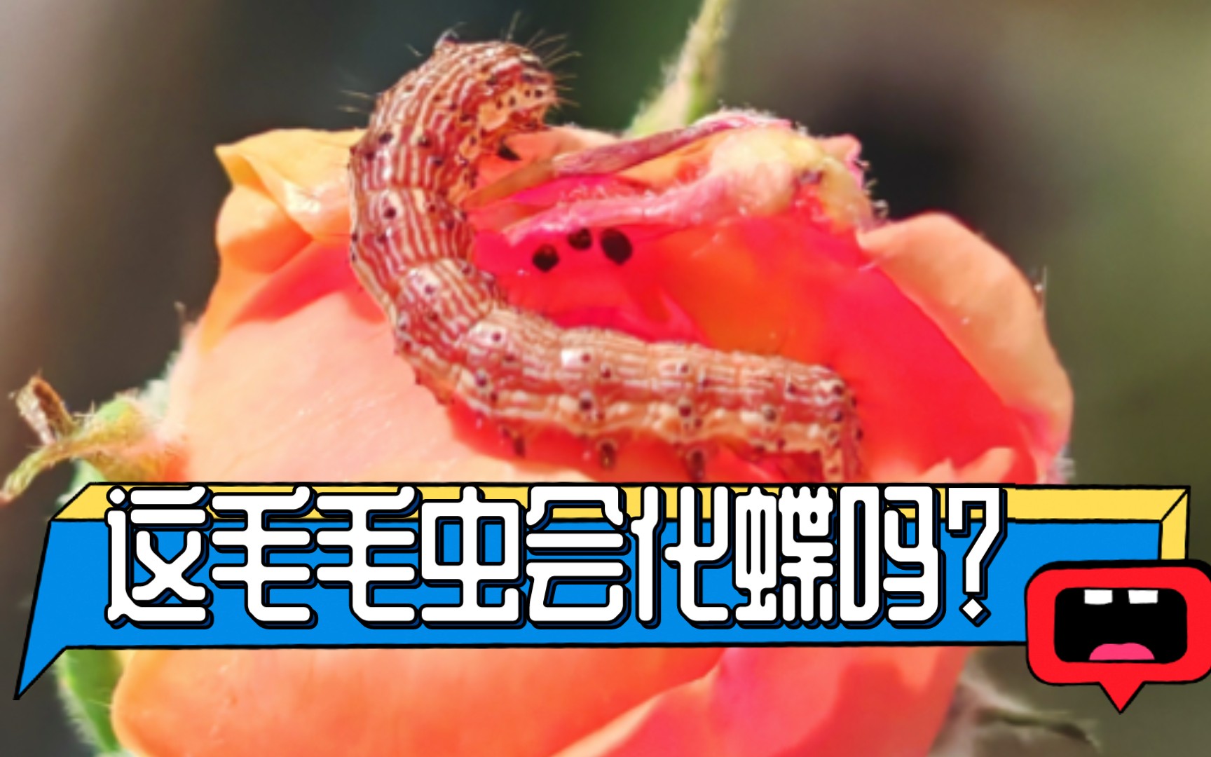 这毛毛虫会化蝶吗?