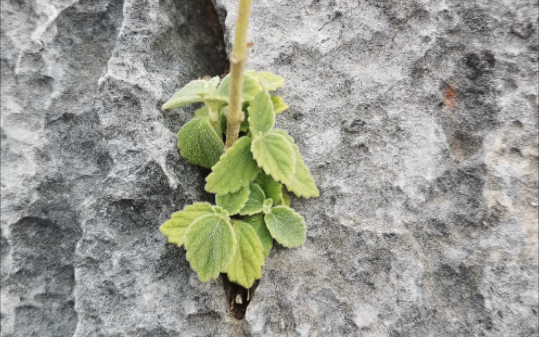 坚韧不拔的的植物