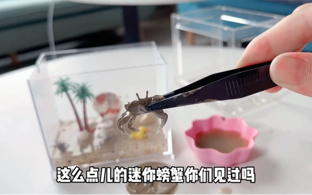 迷你豆豆蟹|懒人养宠必备!