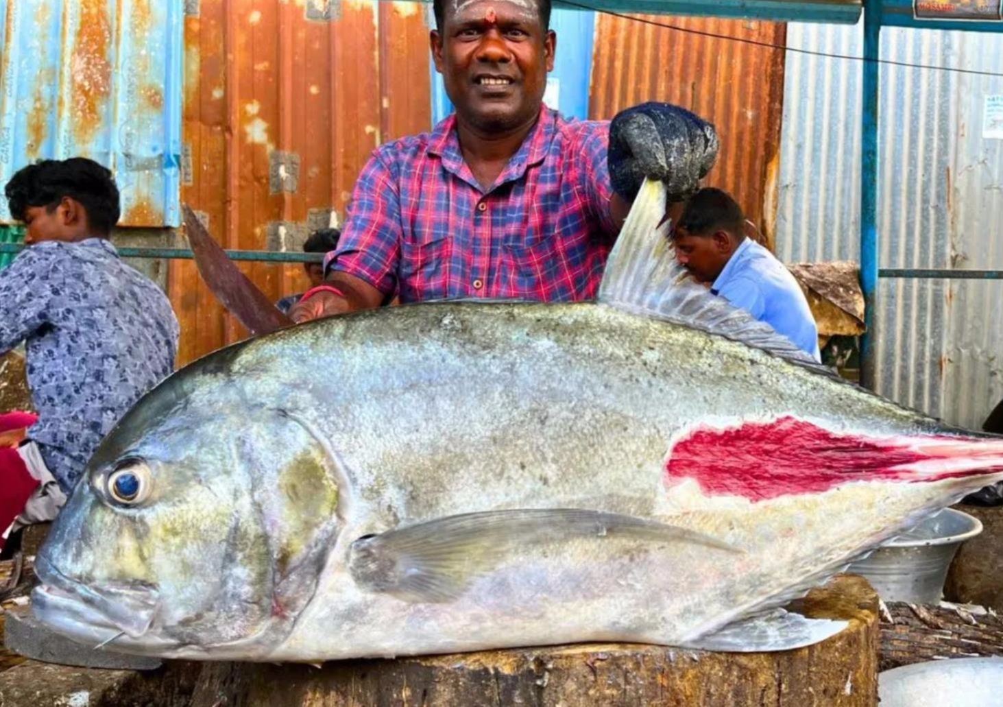 印度快刀手杀鱼,宰杀二十斤gt牛港鱼,客户看着脑袋都发懵