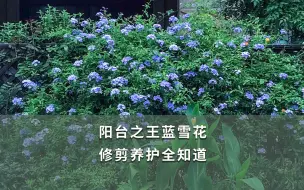 Descargar video: 【海妈植物推荐】阳台之王蓝雪花 修剪养护全知道