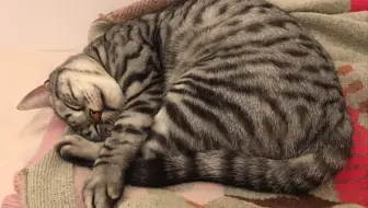 见识一下猫的无影手到底有多快 哔哩哔哩 Bilibili