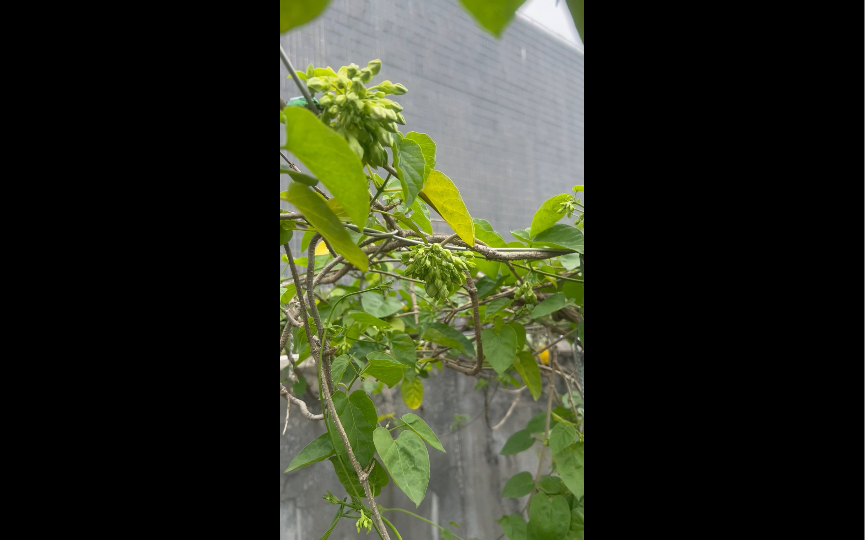 多年生藤本蔬菜—夜香花,种一棵能吃上半年.哔哩哔哩bilibili