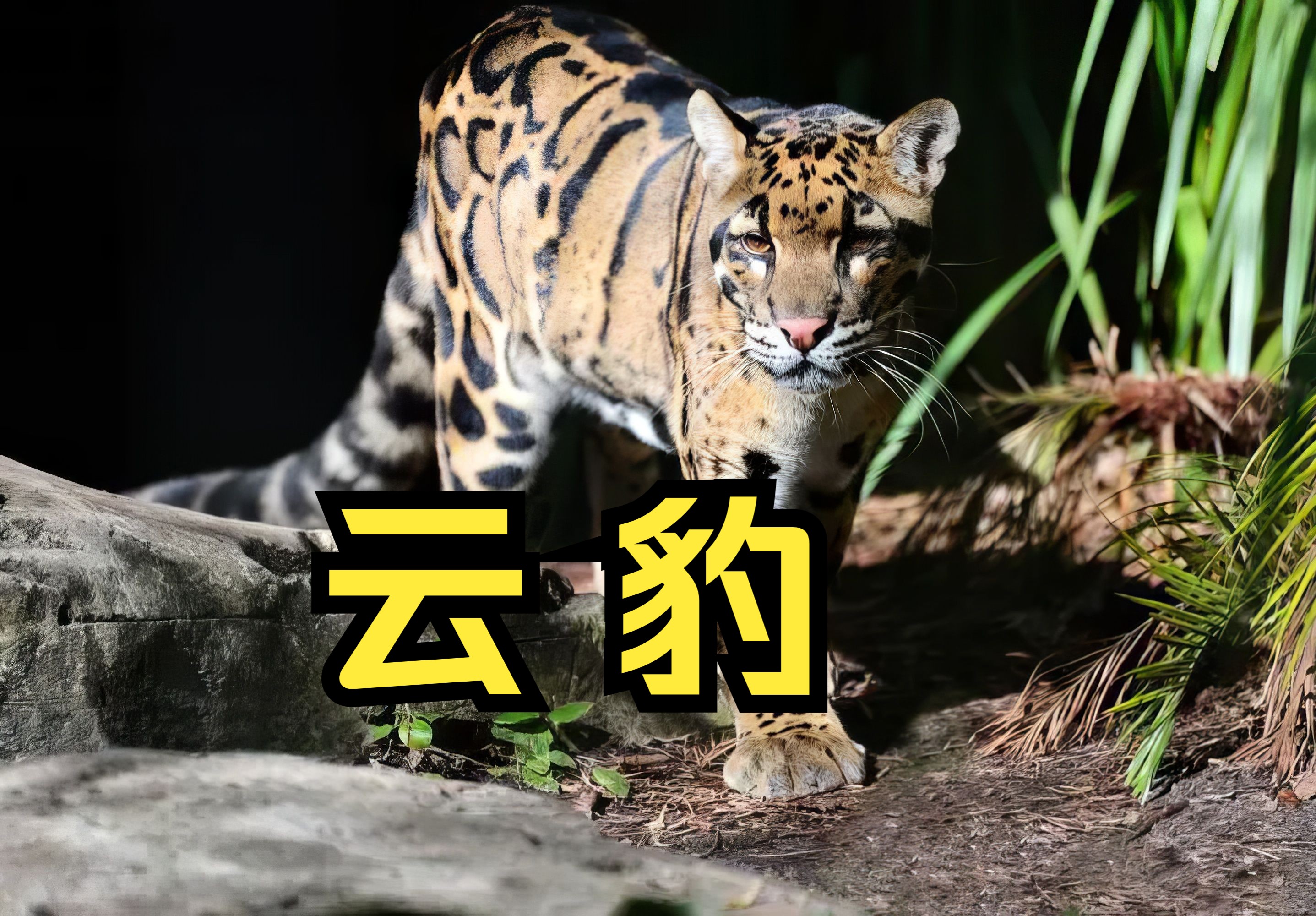 4K动物世界 猫科动物之云豹哔哩哔哩bilibili