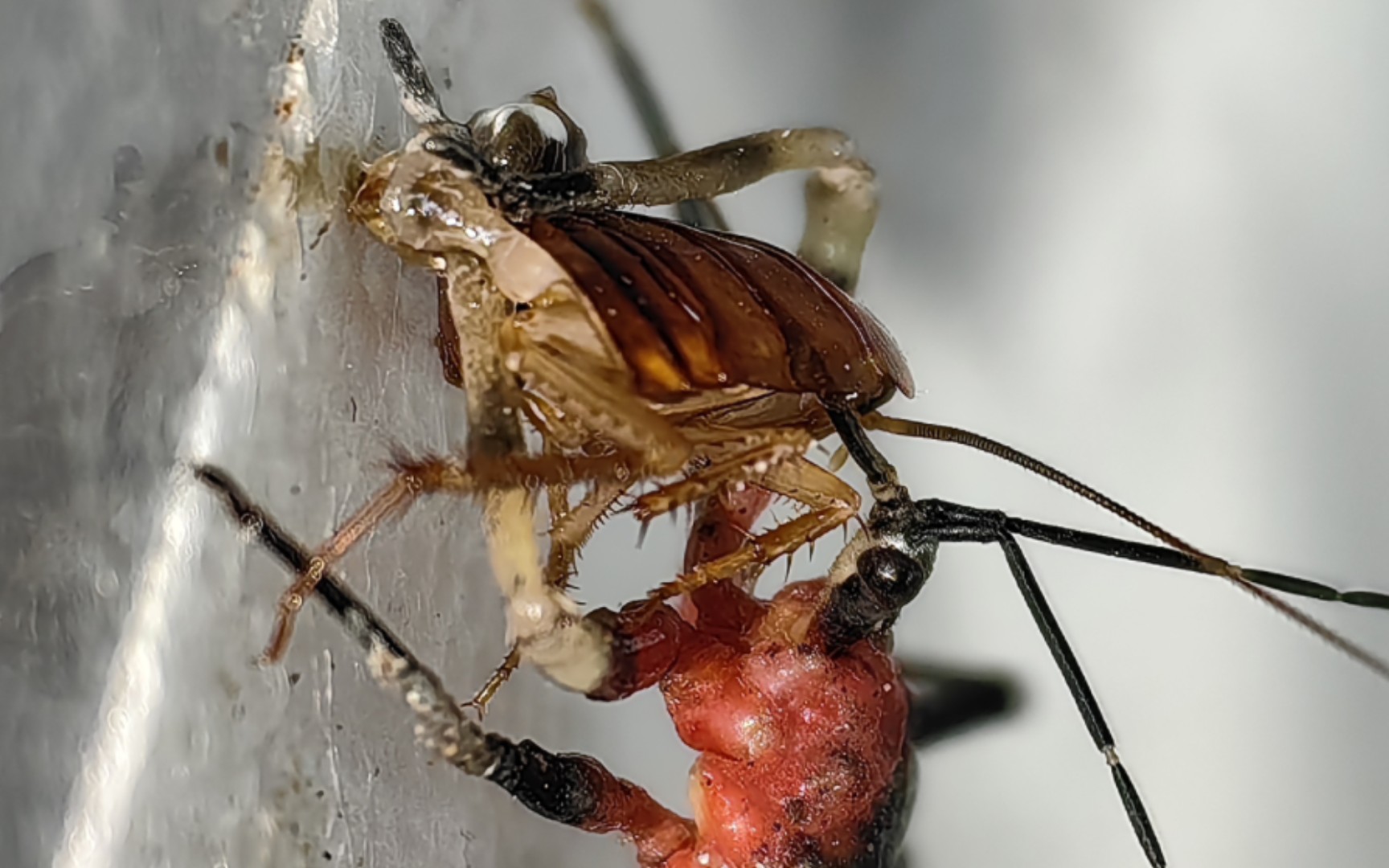 [当一只胶猎蝽失去了胶]