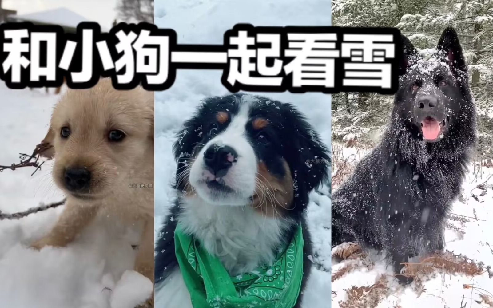 [图]和小狗看冬天的第一场雪