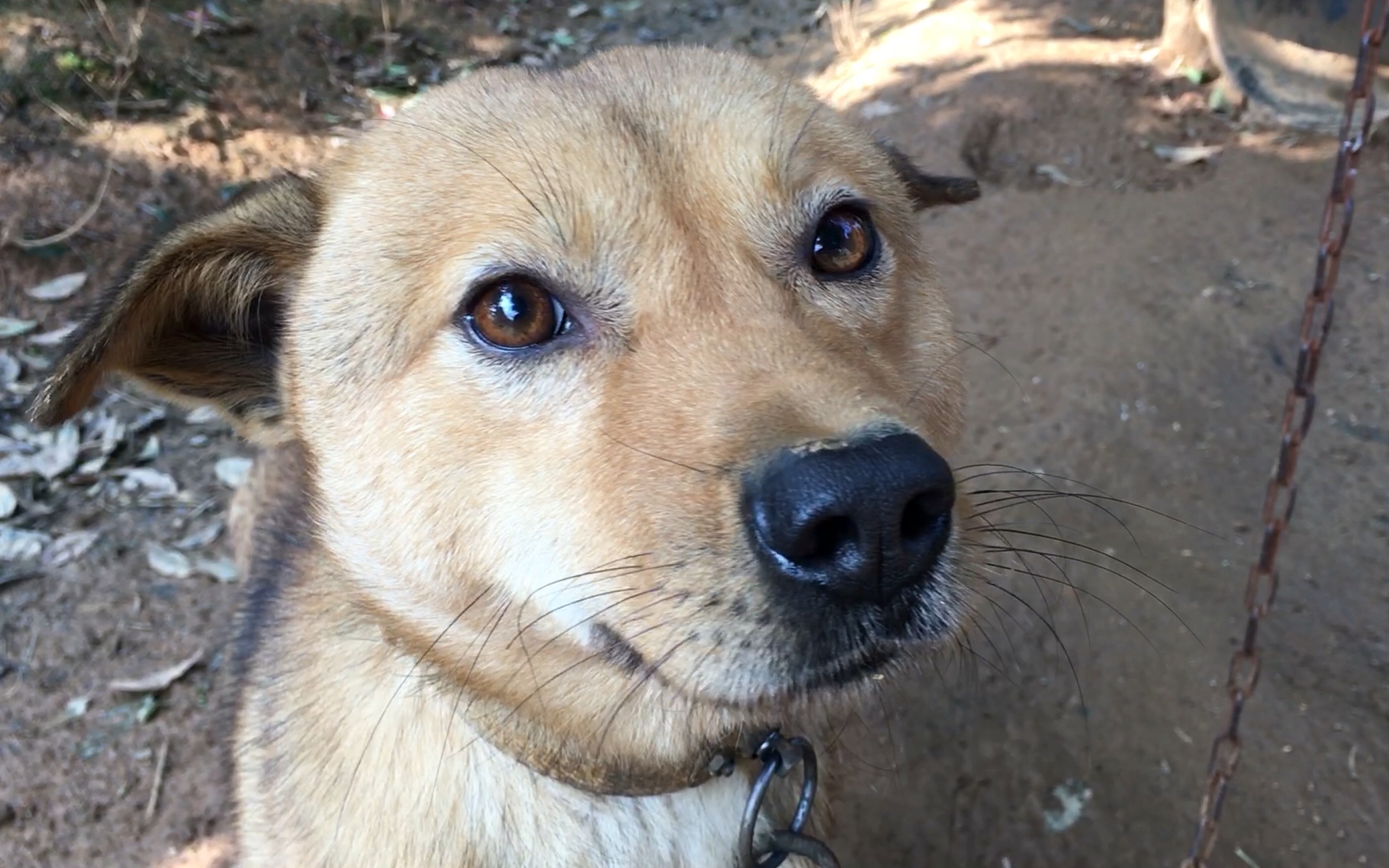 【农村狗子】无论生活是什么样子,我眼中依旧充满感激和善意.