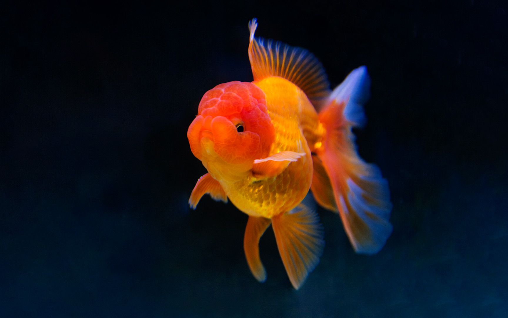 【宠物日常】泰狮金鱼