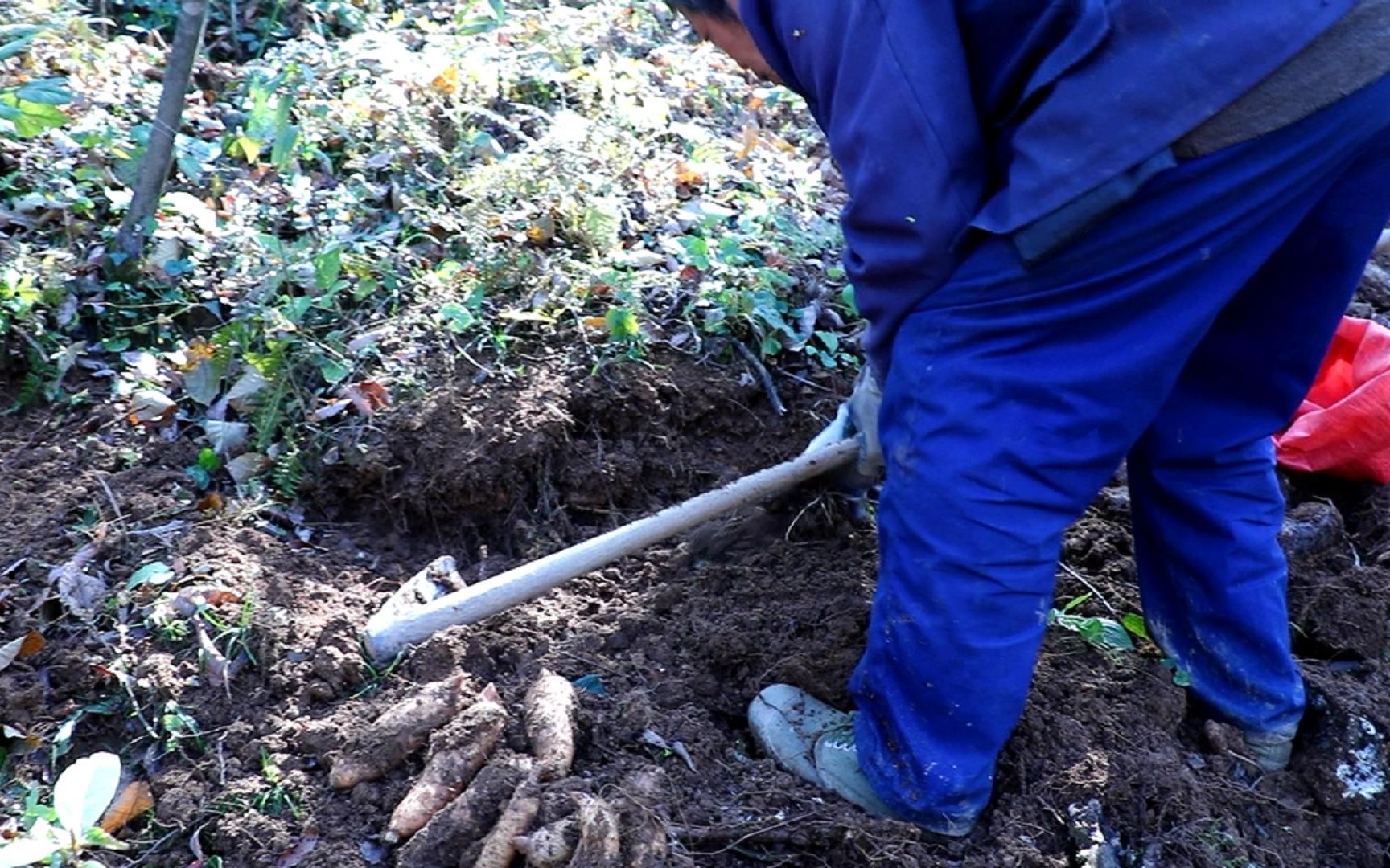 湖北大山的农民挖天麻,干货200元一斤,农民却说:种它像赌博哔哩哔哩bilibili