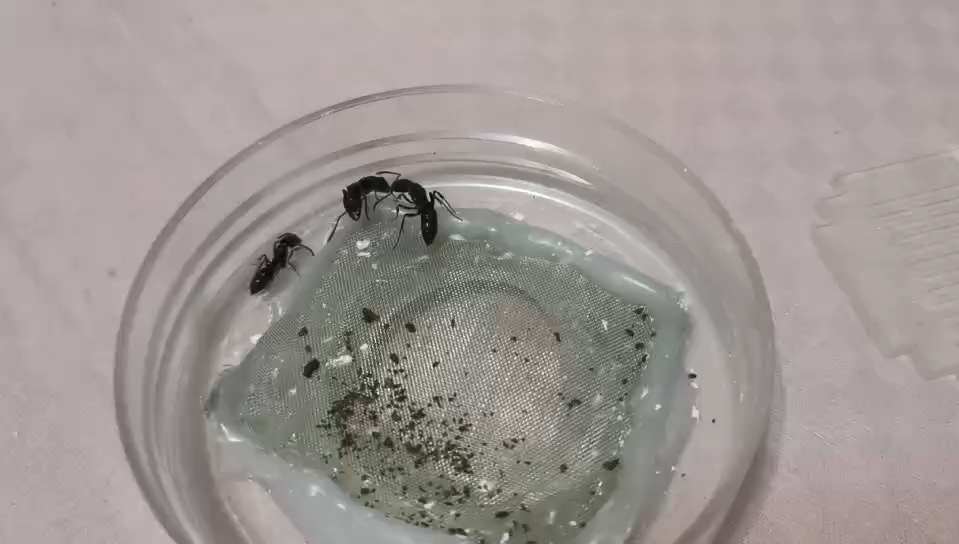 敏捷扁头猛蚁合巢全过程