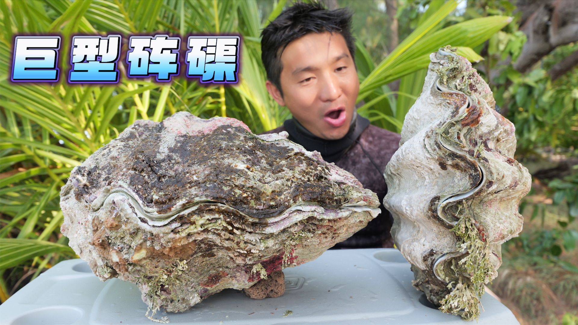 你敢信？我在太平洋赶海竟然发现上百斤重的巨型砗磲！这么大的家伙，吃起来什么味道？