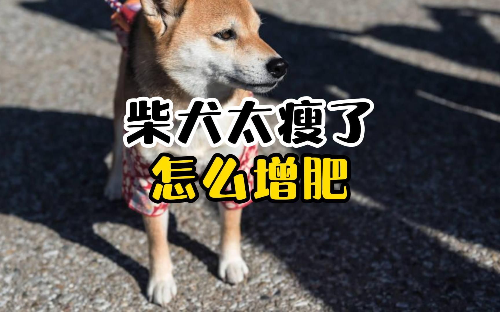 柴犬太瘦,如何增肥呢?