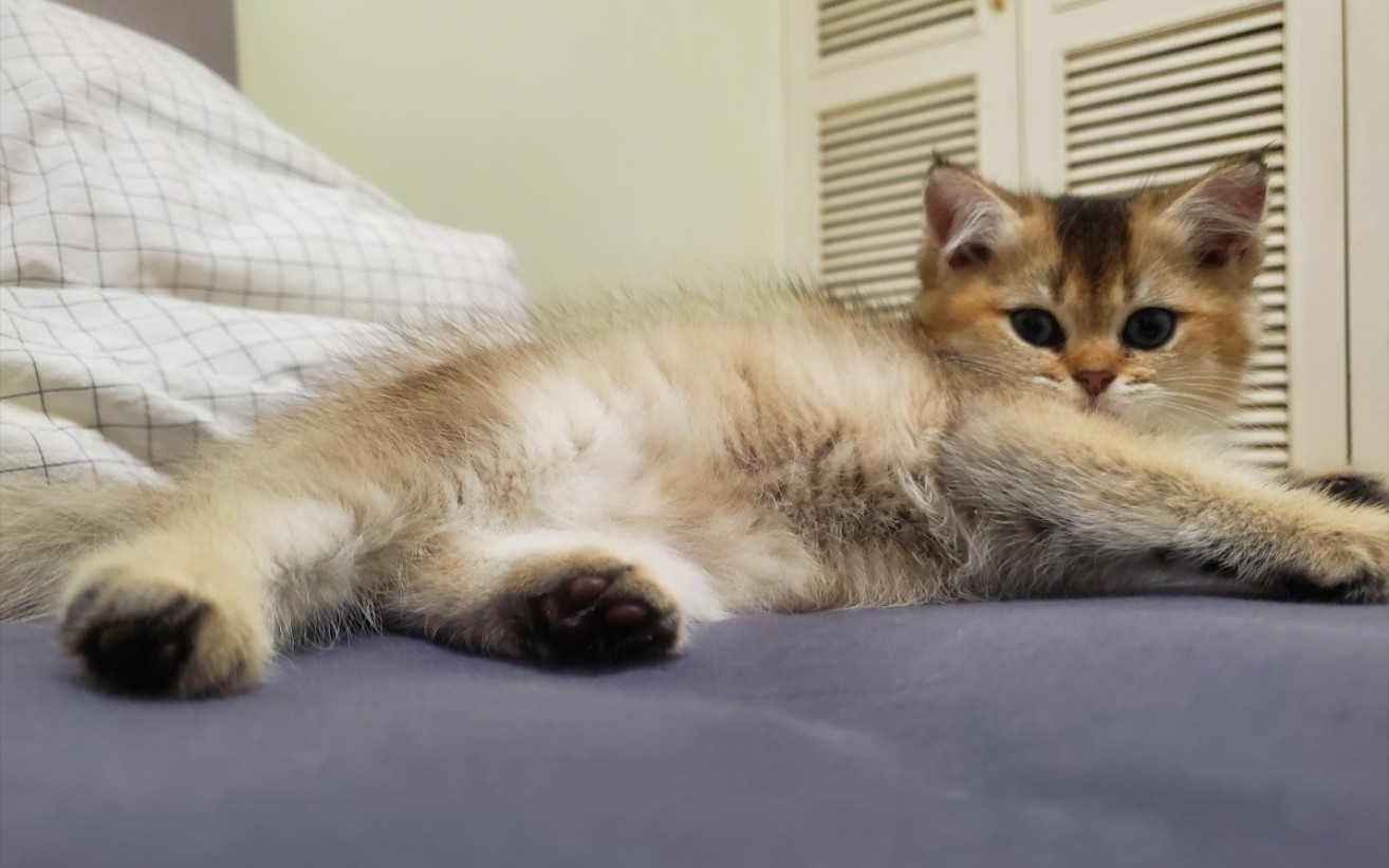 【猫猫】沉迷于仙女棒的小花生_哔哩哔哩_bilibili