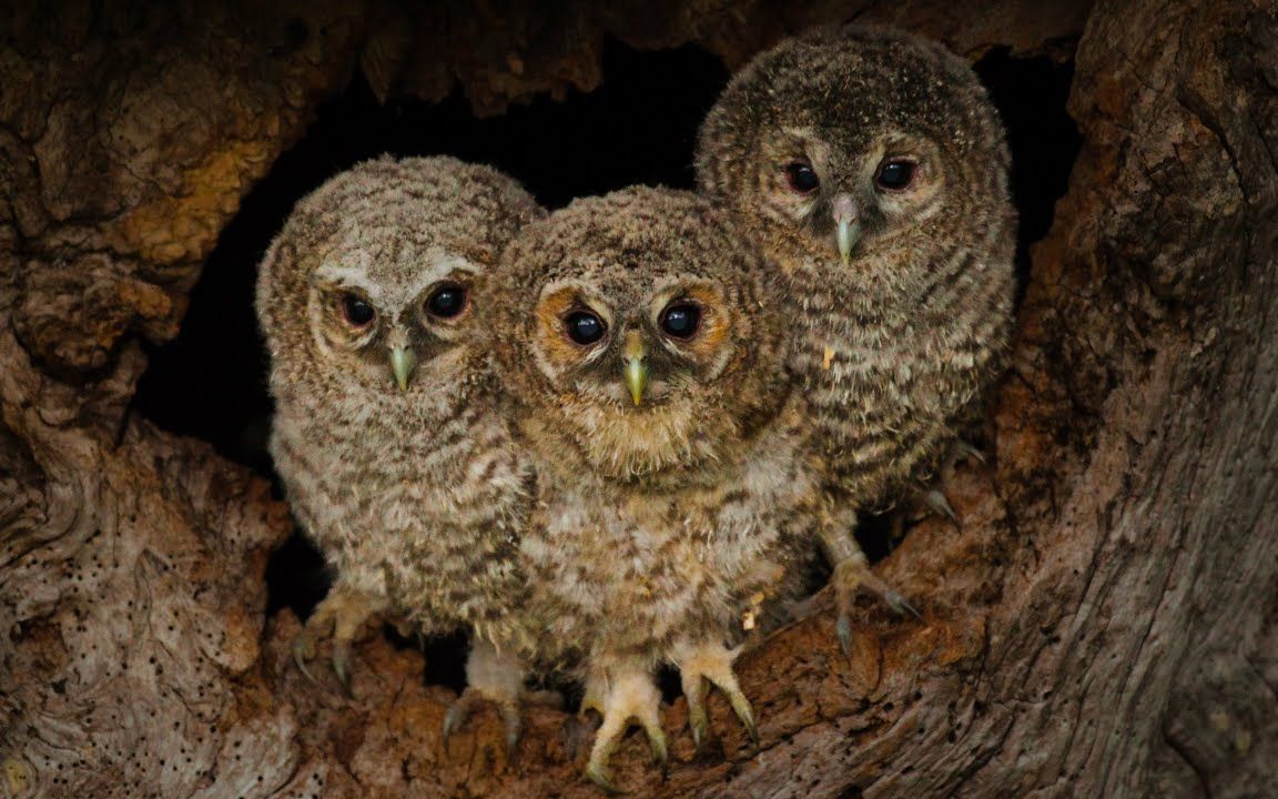 给野生动物搭窝,这颗老树桩养活过多少家庭?【robert e fuller】