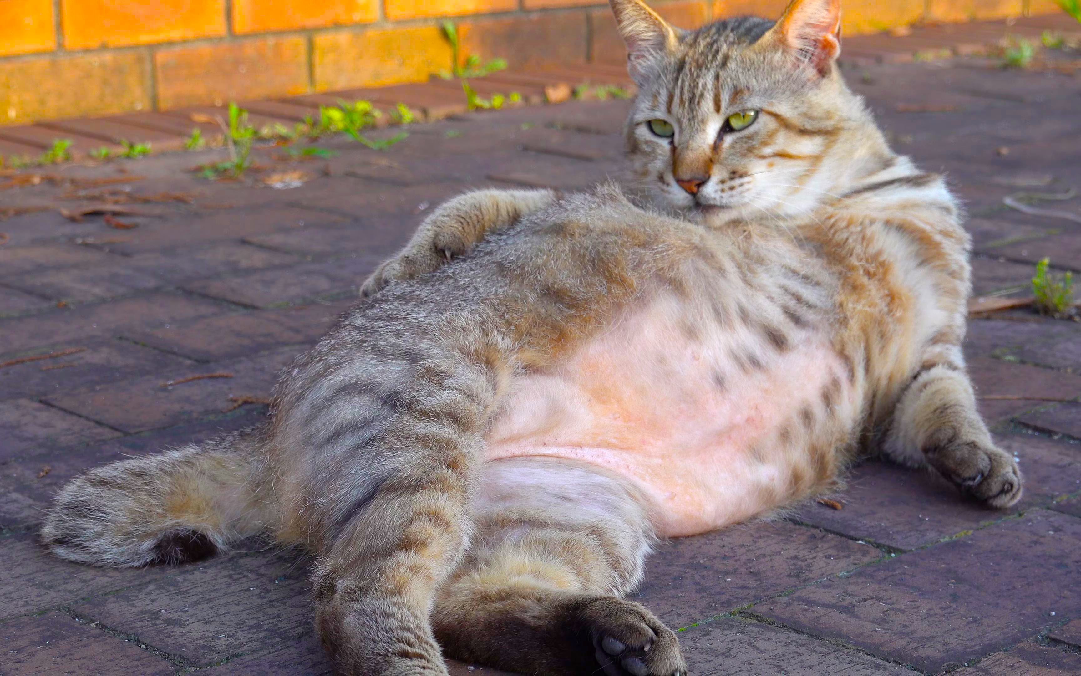 4k画质下的猫宝宝,肚子上的肉duangduang的,这才是萌妹子该看的视频