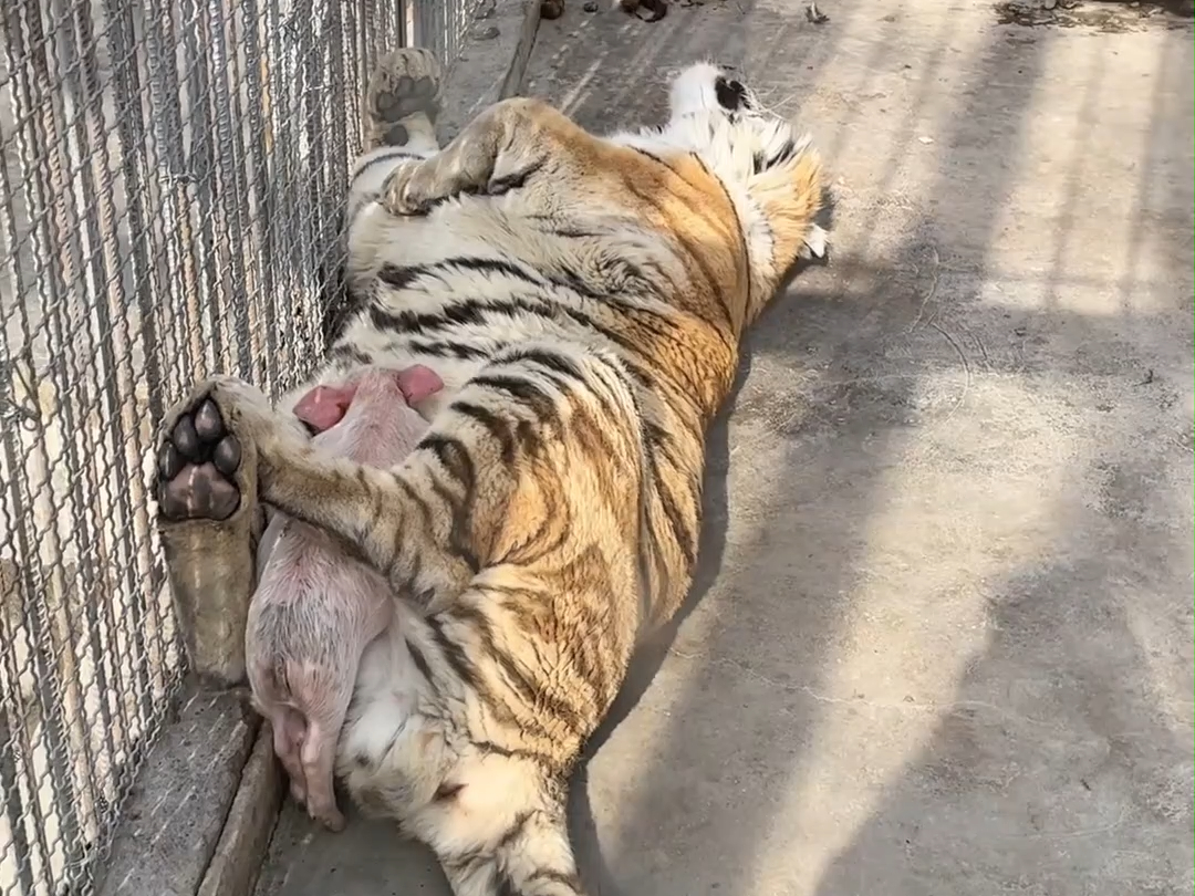 现实版"扮猪吃老虎",小猪趴在老虎肚子上相拥而眠