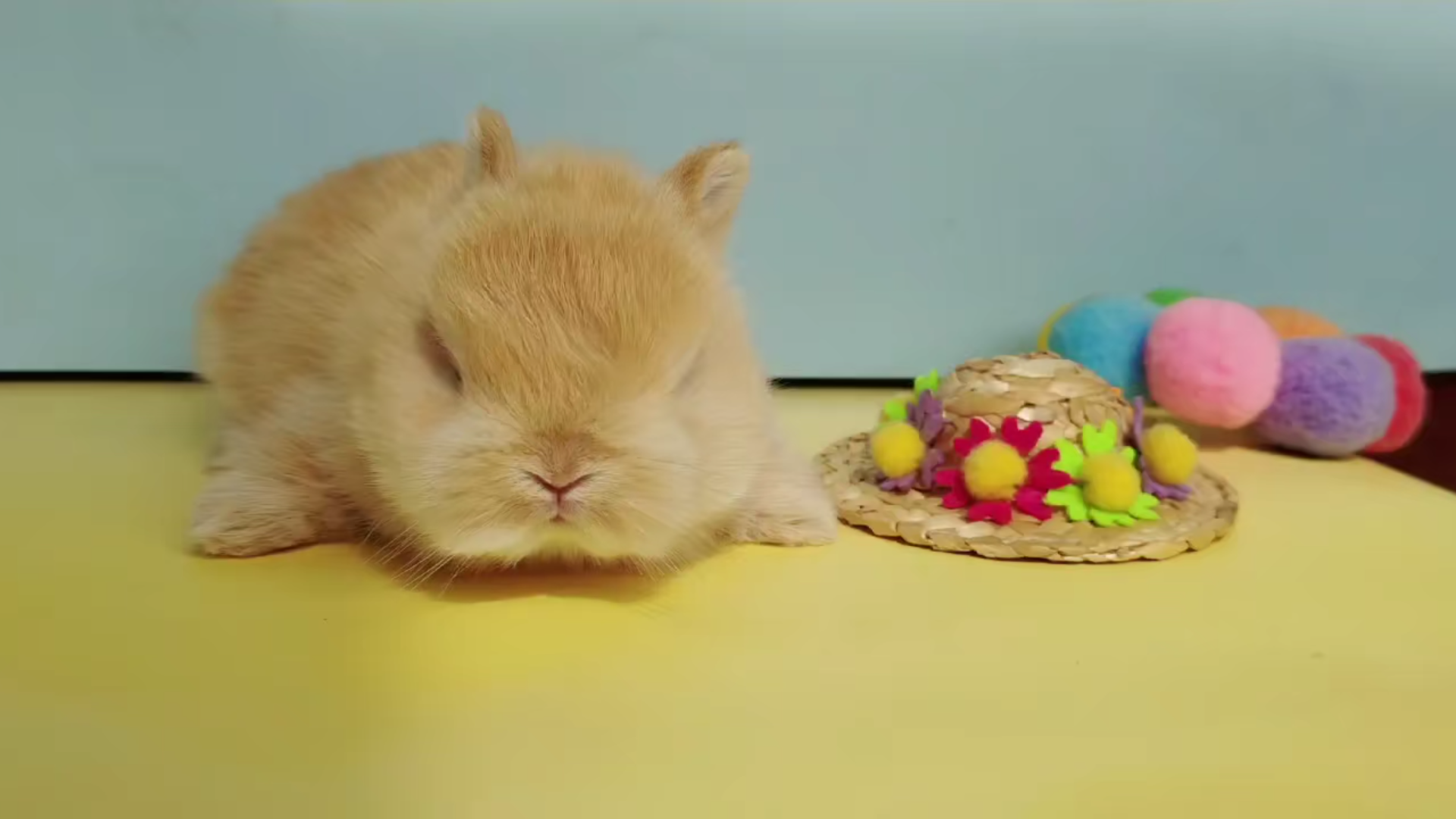 【侏儒兔】一只没睡醒的小趴趴兔_哔哩哔哩_bilibili