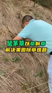 Download Video: 鼠茅草以草治草，解决果园除草难题。