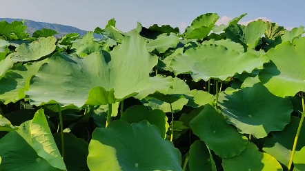"接天莲叶无穷碧",看见绿色好心情