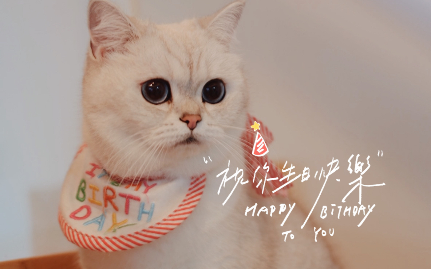 记录|生日快乐,今天是四岁的小猫咪啦.要一起健健康康的走下去哦