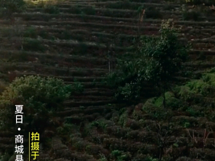 夏天的商城县高山茶园.河南长久的高温少雨,茶农心急如焚……哔哩哔哩bilibili