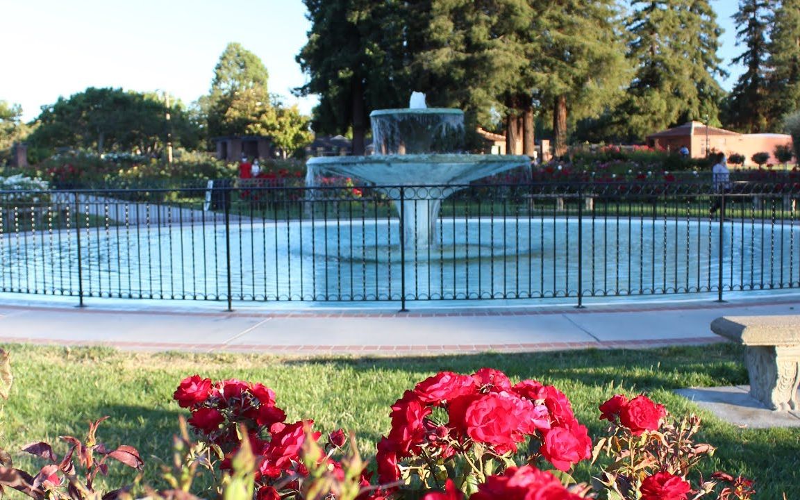 vlog 3 加州圣何塞玫瑰园 | 疫情中的美国公园 | 当玫瑰遇上小笼包