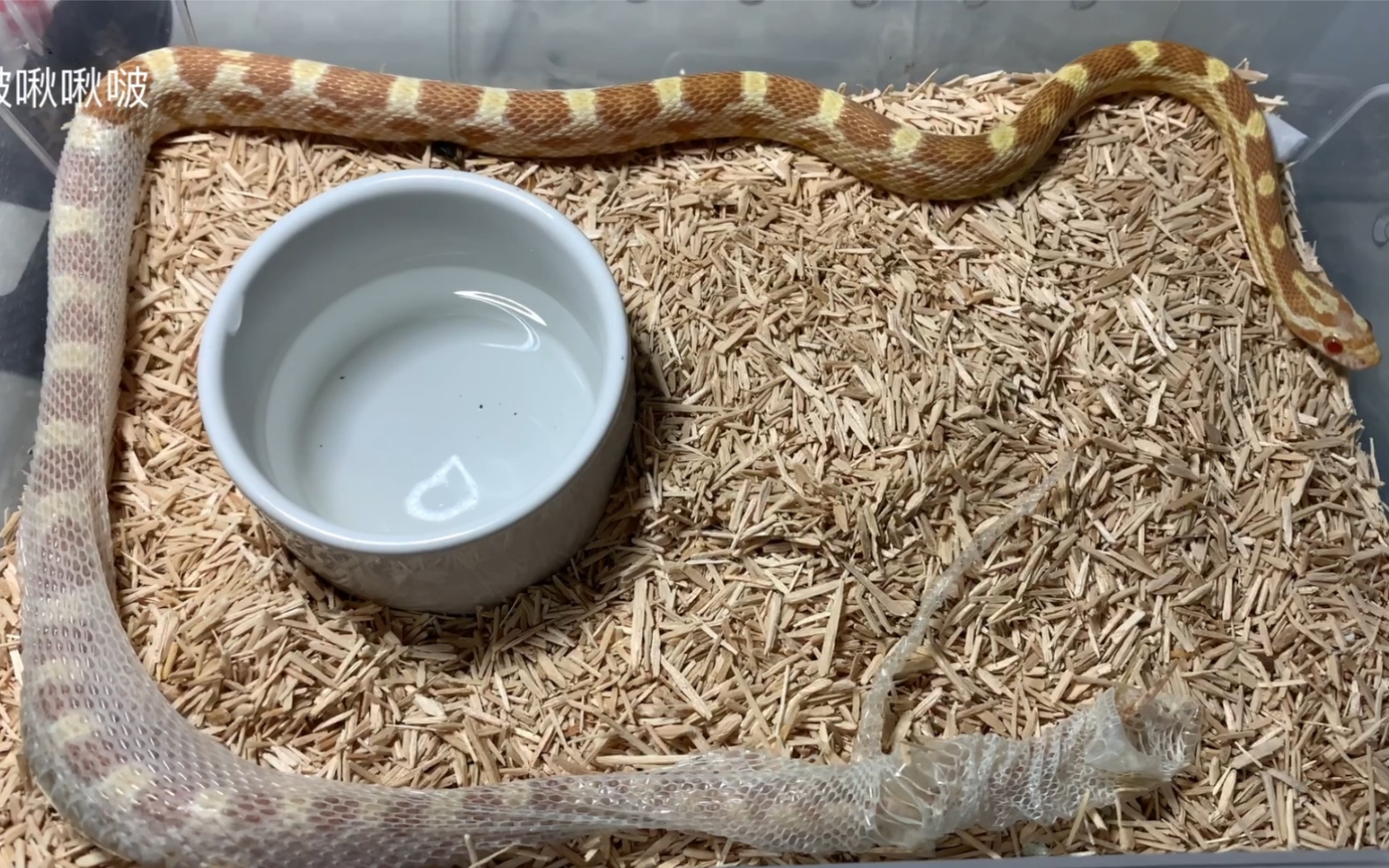 玉米蛇原速蜕皮