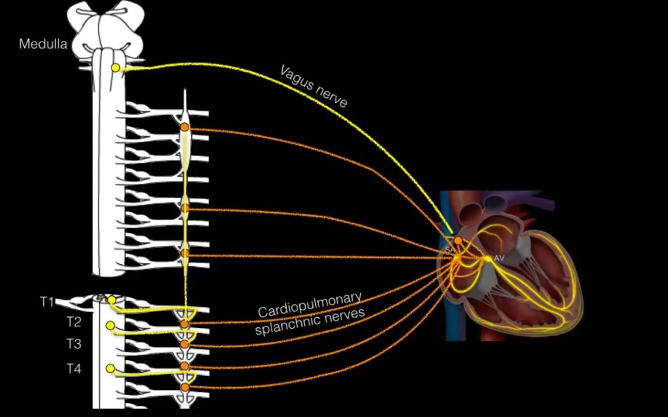 【心血管系統解剖學】心臟神經分佈 | 自主神經系統對心臟活動的調節