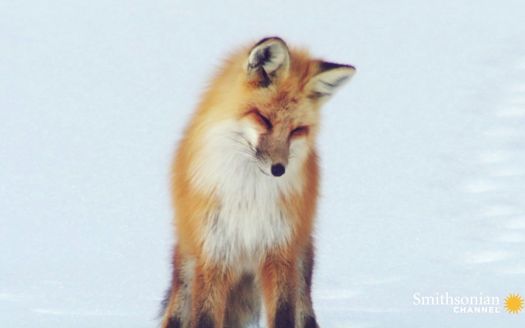 [图]Red Fox Hilariously Pounces Headfirst Into Snow