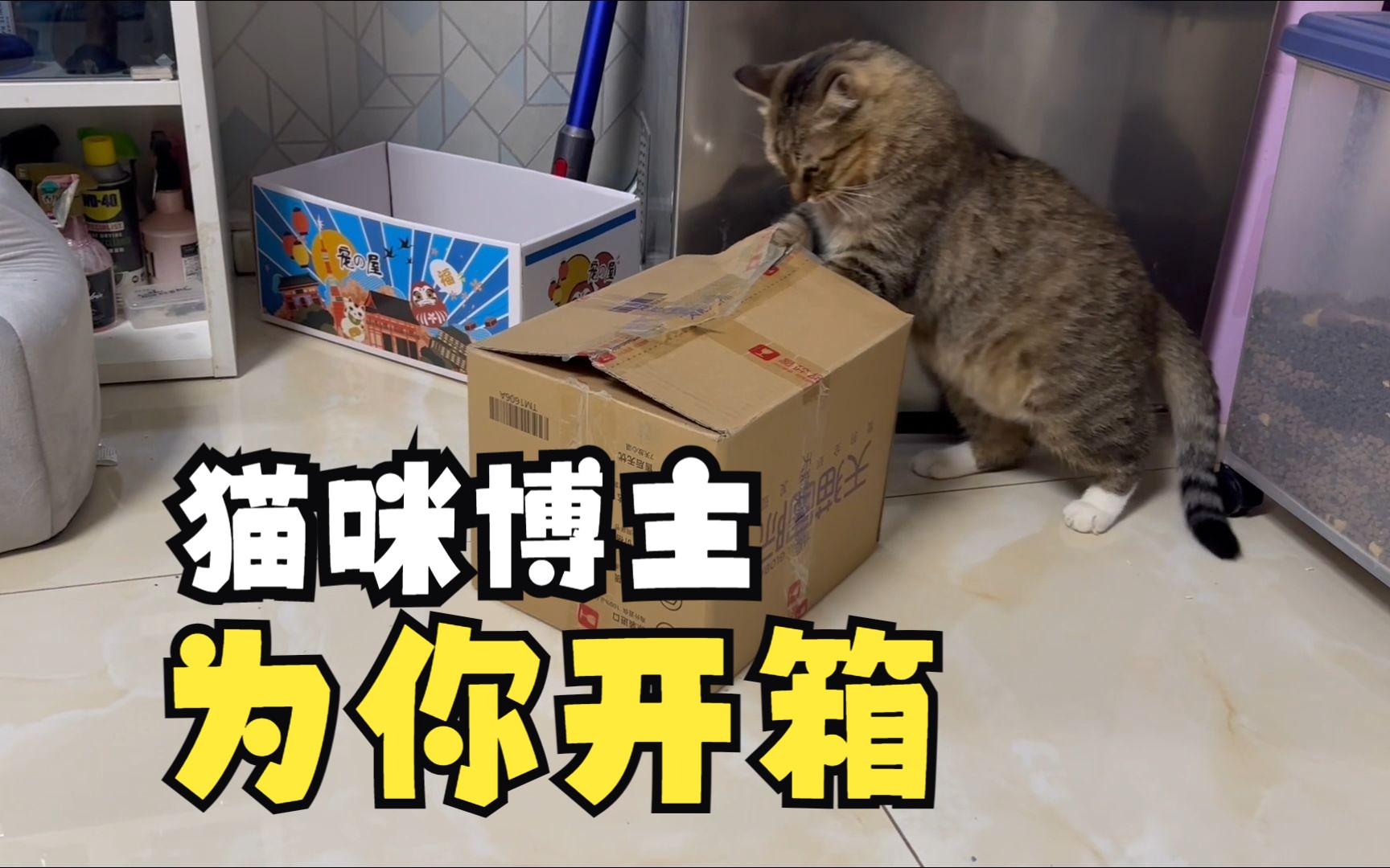 猫咪开箱,痛失独享的moment!